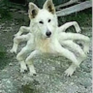 Meet your Posher, Finn